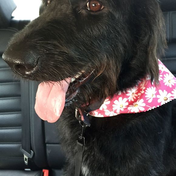 Meet your Posher, Carrie - Picture 1 of 1